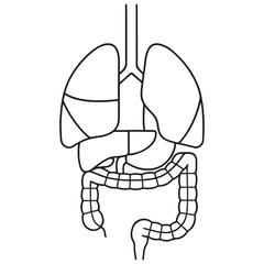 Human Lungs Liver Intestines Digestive Respiratory System Outline