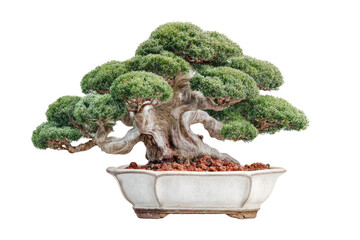 Ancient gnarled evergreen bonsai tree in ornate pot