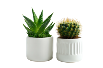 Two potted succulents and a cactus against a black background