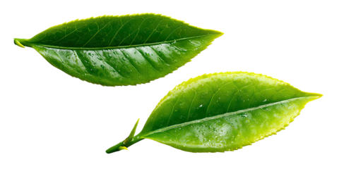 Two vibrant green leaves with visible veins on a black background