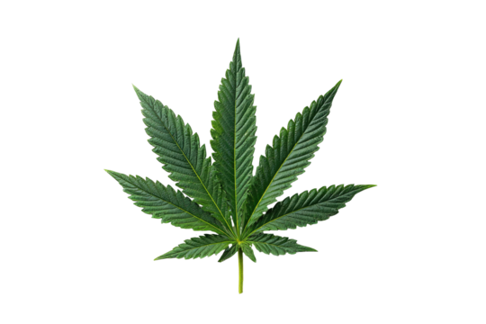 A single, vibrant green cannabis leaf against a black background