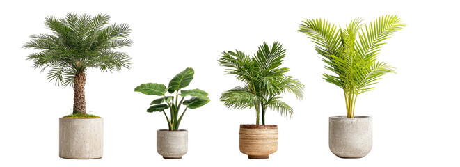 Four potted tropical plants, from left to right, tall palm, small leaves, medium leaves, tall leaves