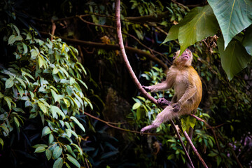 Monkey sitting on a branch in the vegetation of the Batu Caves
