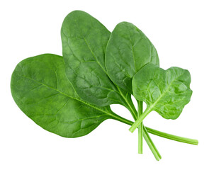 Fresh spinach leaves isolated on a transparent background. Full depth of field. PNG.