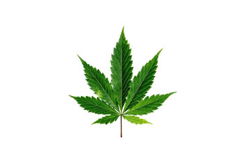 A detailed, vibrant green cannabis leaf on a black background