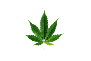 A detailed, vibrant green cannabis leaf on a black background