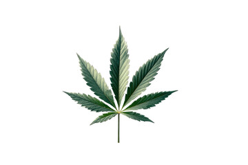 A detailed illustration of a single green cannabis leaf on a black background