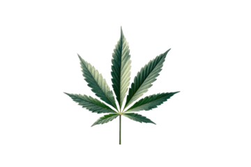 A detailed illustration of a single green cannabis leaf on a black background