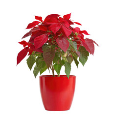 Vibrant red and green poinsettia plant in a glossy red pot