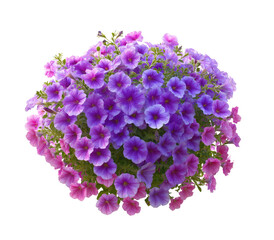 Abundant cascading blooms in shades of purple and pink