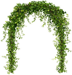 Lush green archway formed by interwoven leafy vines