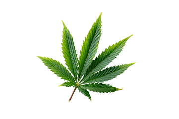 Green cannabis leaf isolated on a black background