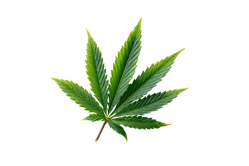 Green cannabis leaf isolated on a black background
