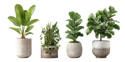 Four potted houseplants on a black background