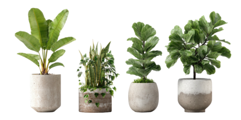 Four potted houseplants on a black background
