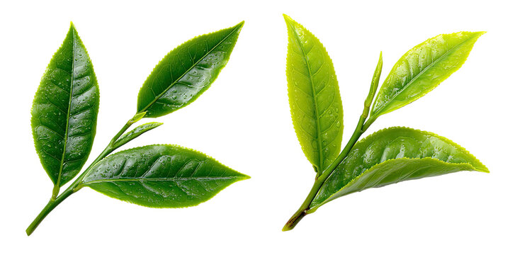 Two sprigs of fresh green tea leaves on a black background