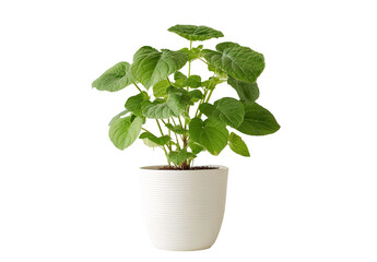 A vibrant green potted plant with lush foliage on a transparent background