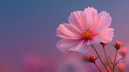 Pink cosmos flower pastel gradient background single bloom soft petals stamen detail macro floral delicate texture pink bud stem shallow depth of field