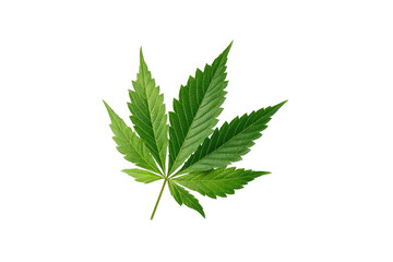 A vibrant green cannabis leaf with serrated edges, isolated on black