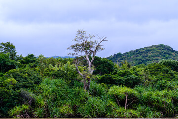 西表島で見つけた南国の豊かな大自然を感じる風景