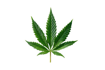 A detailed green cannabis leaf with serrated edges on a black background