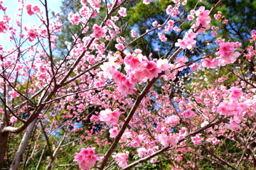日本一早い開花