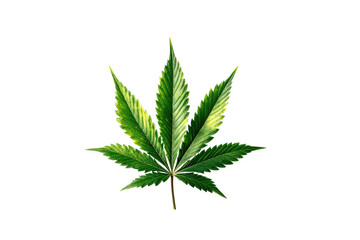 Vibrant green cannabis leaf with serrated edges on black background (1)