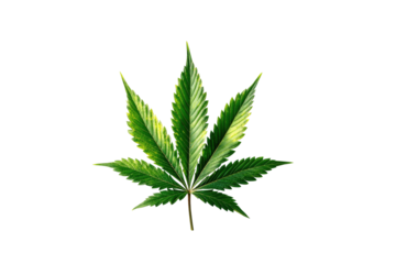 Vibrant green cannabis leaf with serrated edges on black background (1)