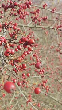 Beautiful video of wild berries