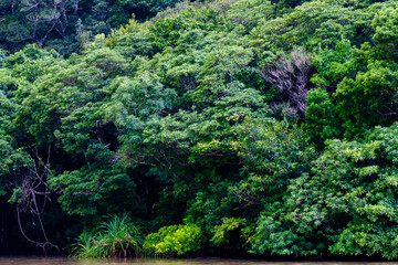 西表島で見つけた南国の豊かな大自然を感じる風景