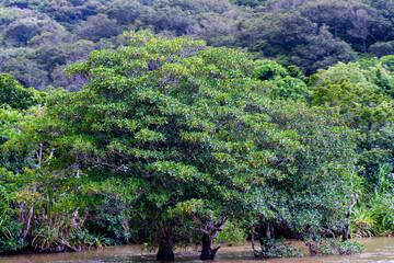 西表島で見つけた南国の豊かな大自然を感じる風景