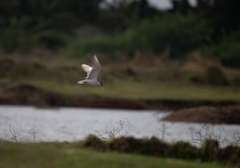A common river tern in mid flight with its wings fully spread, soaring over a small, muddy island. The background is well blurred with lush green and blue sky.