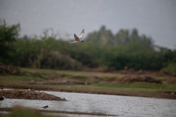 A common river tern in mid flight with its wings fully spread, soaring over a small, muddy island. The background is well blurred with lush green and blue sky.