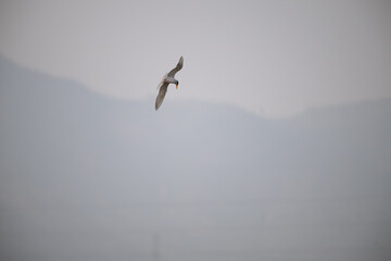 A common river tern in mid flight with its wings fully spread.  The background is well blurred with blue sky and mountain.