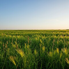 A vast, verdant meadow stretches under a clear sky, showcasing lush green herbage and wild flora in a serene, natural landscape ,idyllic ,wide ,landscape