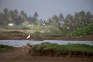 A common river tern in mid flight with its wings fully spread, soaring over a small, muddy island. The background is well blurred with lush green and blue sky.