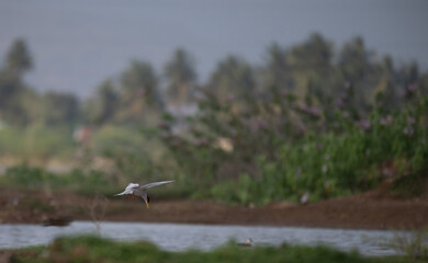 A common river tern in mid flight with its wings fully spread, soaring over a small, muddy island. The background is well blurred with lush green and blue sky.