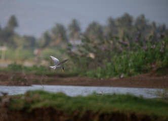 A common river tern in mid flight with its wings fully spread, soaring over a small, muddy island. The background is well blurred with lush green and blue sky.
