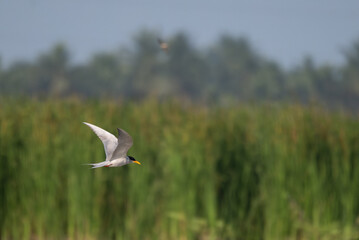 A common river tern in mid flight with its wings fully spread, soaring over a small, muddy island. The background is well blurred with lush green and blue sky.