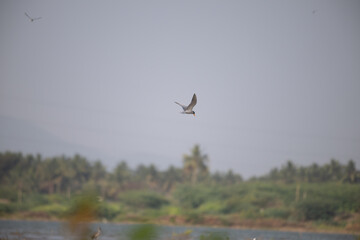 A common river tern in mid flight with its wings fully spread, soaring over a small, muddy island. The background is well blurred with lush green and blue sky.