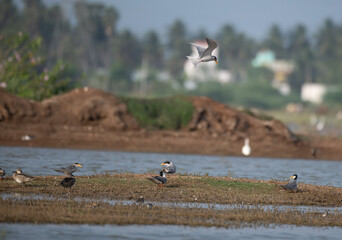 Group of River tern gathered on a small, grassy island at the water edge. In the foreground several birds are resting. One River tern in mid flight, wings spread and body streamlined. 