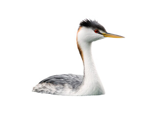 Fototapeta premium Great crested grebe waterbird with distinctive black crest, white neck, chestnut cheeks, and red eyes, isolated on a transparent background