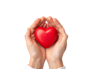 Two hands gently cradling red glossy heart in protective caring gesture showing love and support, isolated on a transparent background