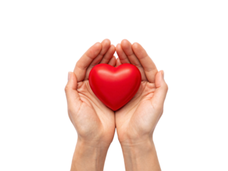 Two hands holding red heart in cupped palms demonstrating love care support and compassion, isolated on a transparent background