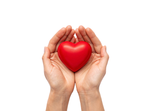 Two hands holding red heart in cupped palms demonstrating love care support and compassion, isolated on a transparent background
