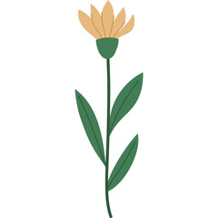 Delicate Yellow Flower with Green Stem and Leaves Isolated on a White Background Simple Botanical Illustration
