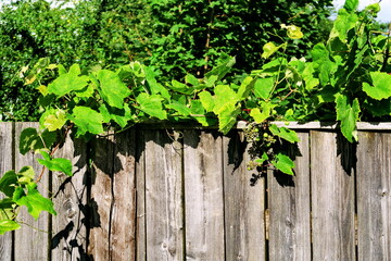 Vigne vierge sur une palissade en bois.