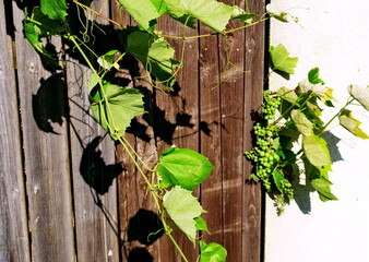 Vigne vierge sur une palissade en bois.