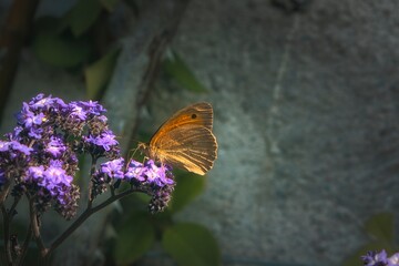 A brown butterfly lands on purple flowers