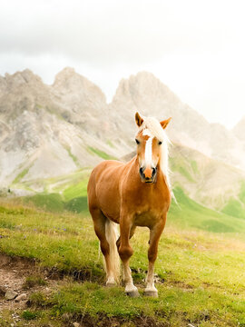 Cavallo biondo in montagna